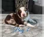 Small Photo #35 Australian Shepherd Puppy For Sale in SALISBURY, NC, USA