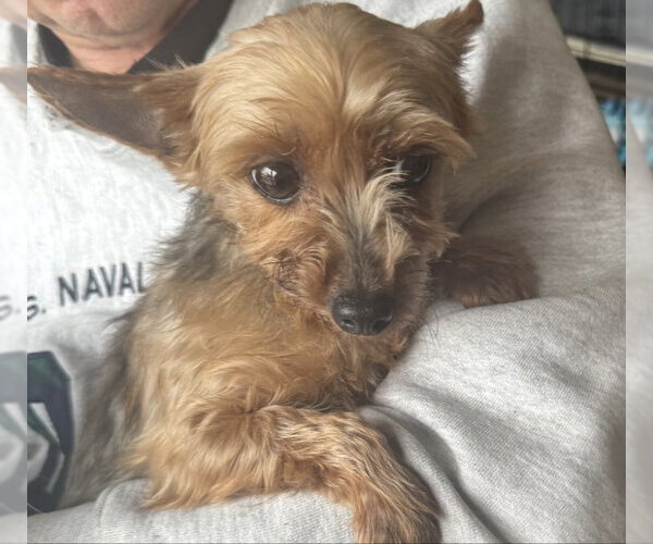 Medium Photo #1 Mutt Puppy For Sale in Mukwonago, WI, USA