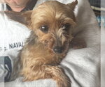 Small Mutt