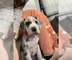 Small Photo #10 Great Dane Puppy For Sale in FLOWERY BRANCH, GA, USA