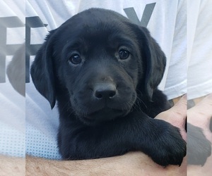 Labrador Retriever Puppy for sale in OLYMPIA, WA, USA