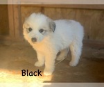 Puppy Puppy 1 Girl Great Pyrenees