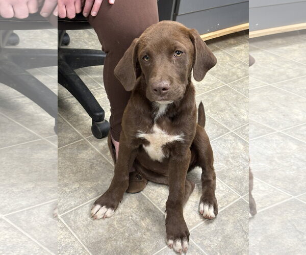 Medium Photo #2 Labrador Retriever-Unknown Mix Puppy For Sale in Rustburg, VA, USA