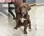 Small #1 Labrador Retriever Mix