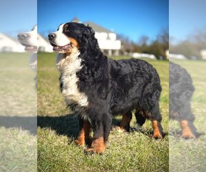 Mother of the Bernese Mountain Dog puppies born on 01/31/2025