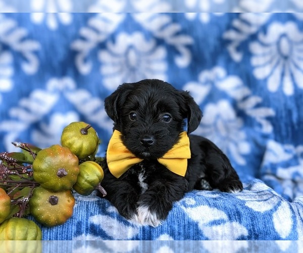 Medium Photo #6 YorkiePoo Puppy For Sale in OXFORD, PA, USA