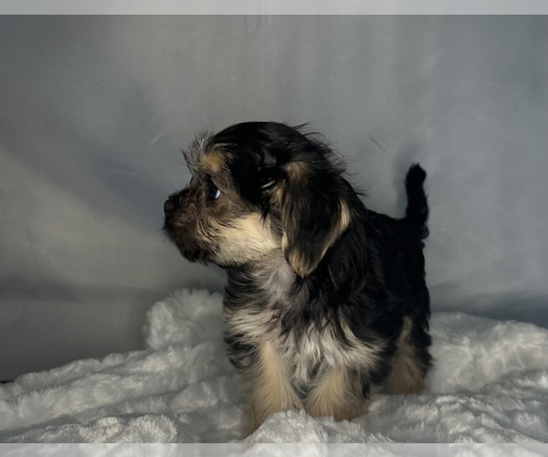 Medium Photo #17 Morkie Puppy For Sale in CONCORD, CA, USA