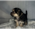 Small #6 Morkie