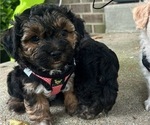 Small Photo #11 YorkiePoo Puppy For Sale in MONTGOMERY VILLAGE, MD, USA
