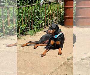 Doberman Pinscher Dogs for adoption in Aurora, OH, USA
