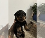 Puppy Puppy 5 Rottweiler