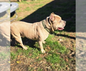 Camo - Male American Staffordshire Terrier-Unknown Mix Dog for Adoption - Photo #3
