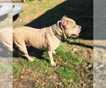 Small Photo #3 American Staffordshire Terrier-Unknown Mix Puppy For Sale in Jackson, MS, USA