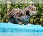 Small #33 ShihPoo