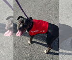 Small #1 Staffordshire Bull Terrier Mix