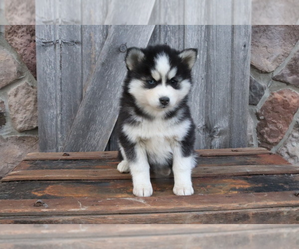 Medium Photo #1 Pomsky Puppy For Sale in WOOSTER, OH, USA