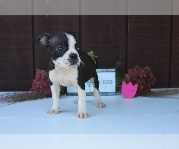 Medium Photo #4 Faux Frenchbo Bulldog Puppy For Sale in SEARS, MI, USA