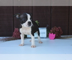 Small Photo #4 Faux Frenchbo Bulldog Puppy For Sale in SEARS, MI, USA