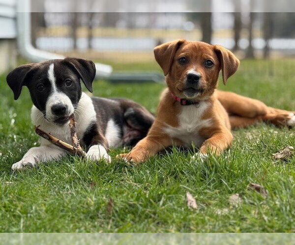 Medium Photo #14 Labrador Retriever-Unknown Mix Puppy For Sale in Brewster, NY, USA