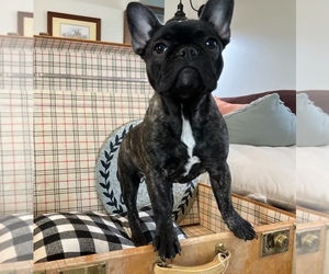 French Bulldog Puppy for sale in BLOOMFIELD, IA, USA