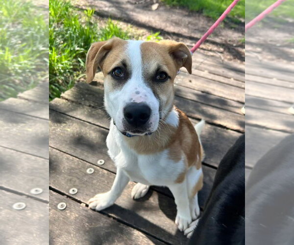 Medium Photo #6 Canadian Eskimo Dog-Unknown Mix Puppy For Sale in Williamsburg, IA, USA
