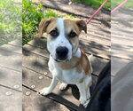 Small #5 Canadian Eskimo Dog Mix