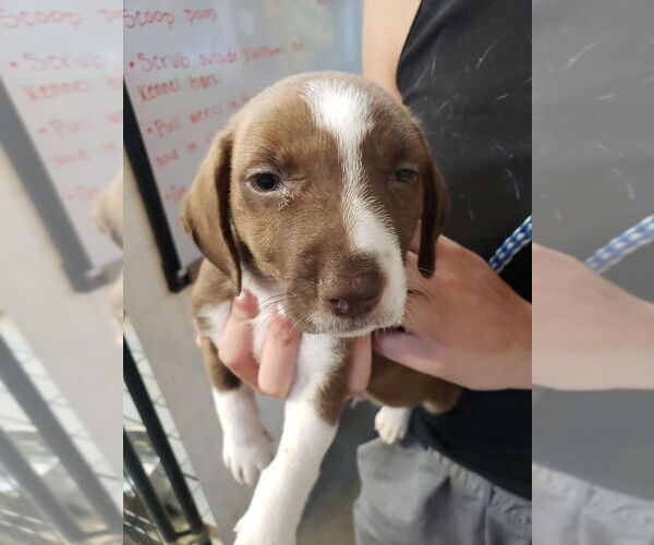 Medium Photo #1 Chiweenie Puppy For Sale in Foristell, MO, USA