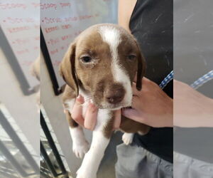 Chiweenie Dogs for adoption in Foristell, MO, USA
