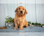 Small #1 Golden Retriever