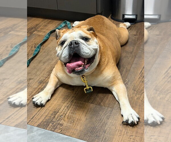 Medium Photo #2 Bulldog Puppy For Sale in Ellijay, GA, USA