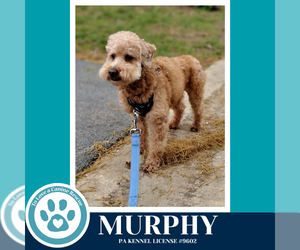 Poodle (Miniature) Dogs for adoption in Kimberton, PA, USA