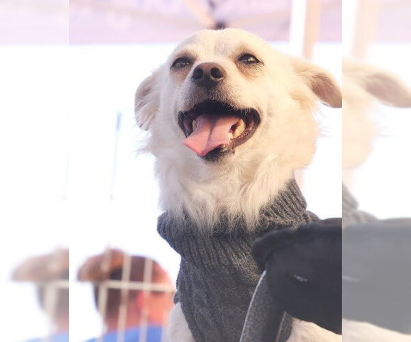 Medium Photo #3 Chihuahua-Unknown Mix Puppy For Sale in San Diego, CA, USA