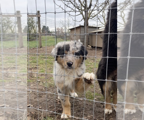 Medium Photo #4 Australian Shepherd Puppy For Sale in SALEM, OR, USA