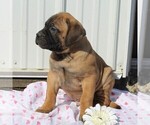 Small Photo #3 Bullmastiff Puppy For Sale in GREENBANK, PA, USA