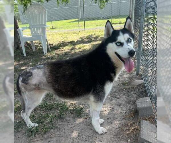 Medium Photo #2 Huskies -Unknown Mix Puppy For Sale in Conroe, TX, USA
