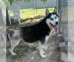Small #1 Huskies  Mix
