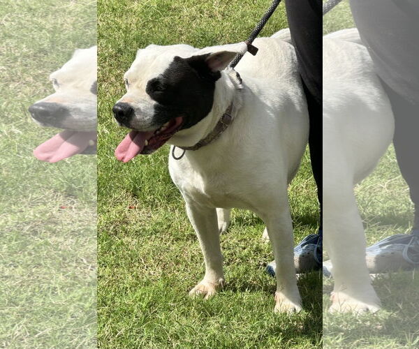 Medium Photo #10 American Pit Bull Terrier-Unknown Mix Puppy For Sale in Munford, TN, USA