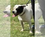 Small #9 American Pit Bull Terrier Mix