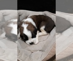 Small Photo #6 Saint Bernard Puppy For Sale in MARENGO, WI, USA