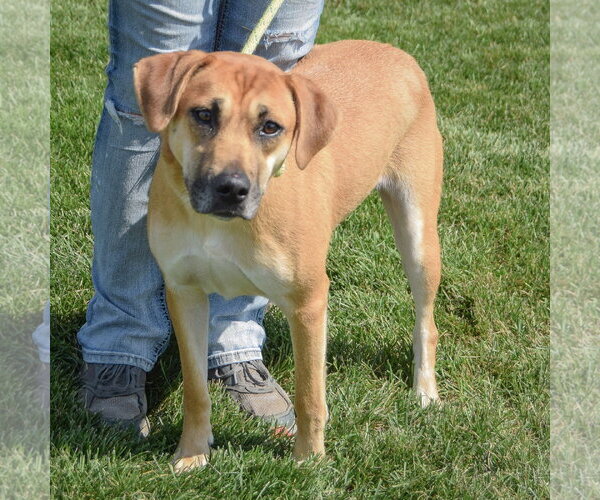 Medium Photo #2 German Shepherd Dog-Unknown Mix Puppy For Sale in Huntley, IL, USA