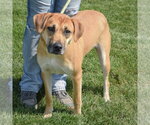 Small #1 German Shepherd Dog Mix