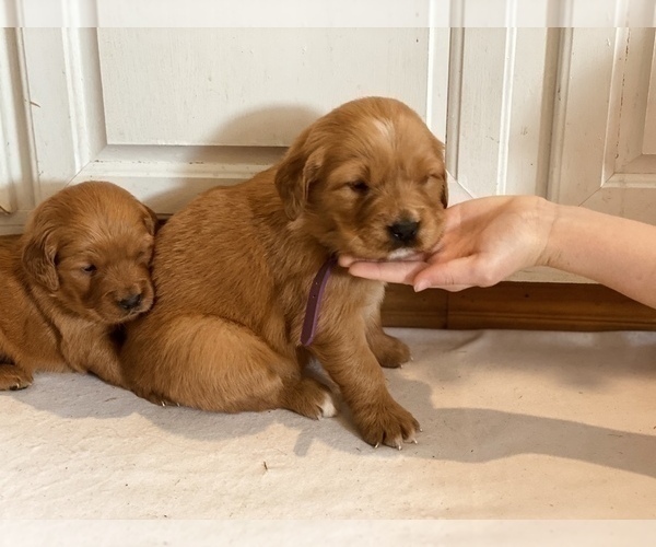 Medium Photo #3 Golden Retriever Puppy For Sale in DALLAS, TX, USA