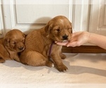 Small Photo #3 Golden Retriever Puppy For Sale in DALLAS, TX, USA