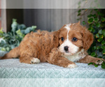 Small Photo #4 Cavapoo Puppy For Sale in MILLERSBURG, OH, USA