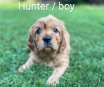 Puppy hunter Golden Cavalier-Golden Retriever Mix