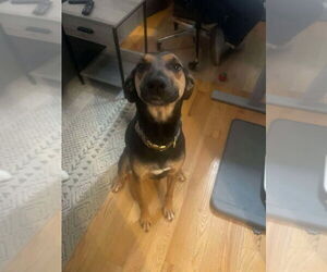 Mutt Dogs for adoption in FRAMINGHAM, MA, USA