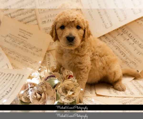 Medium Photo #4 Goldendoodle Puppy For Sale in ESCOHEAG, RI, USA