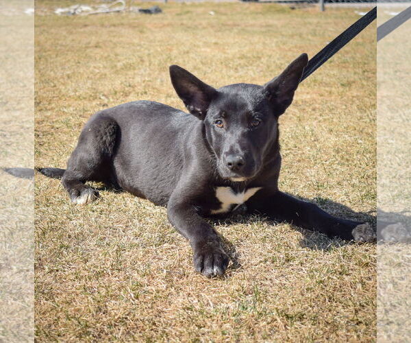 Medium Photo #3 Huskies -Labrador Retriever Mix Puppy For Sale in Huntley, IL, USA