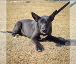 Small #2 Huskies -Labrador Retriever Mix