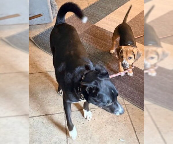 Medium Photo #2 Mutt Puppy For Sale in Pleasanton, CA, USA